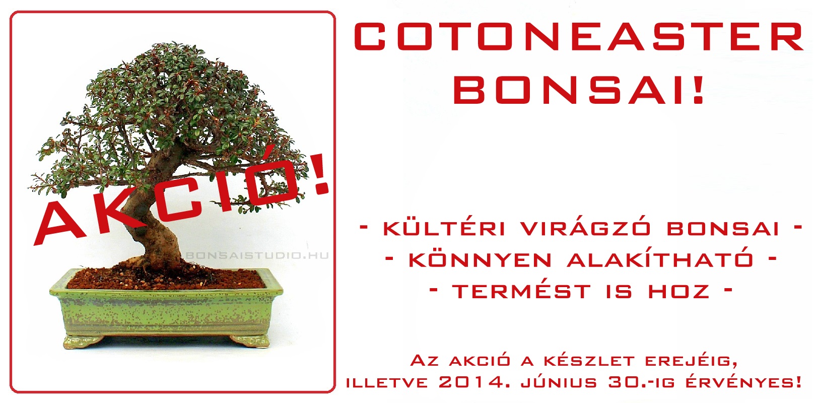 bonsai szoba bonsai es kulteri bonsaj alapanyag es kesz noveny vasarlas rendeles erd marczika bonsai studio hungary bonsai webshop webaruhaz